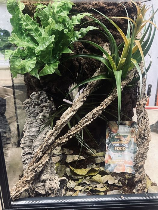 Gekon orzęsiony wraz z docelowym terrarium