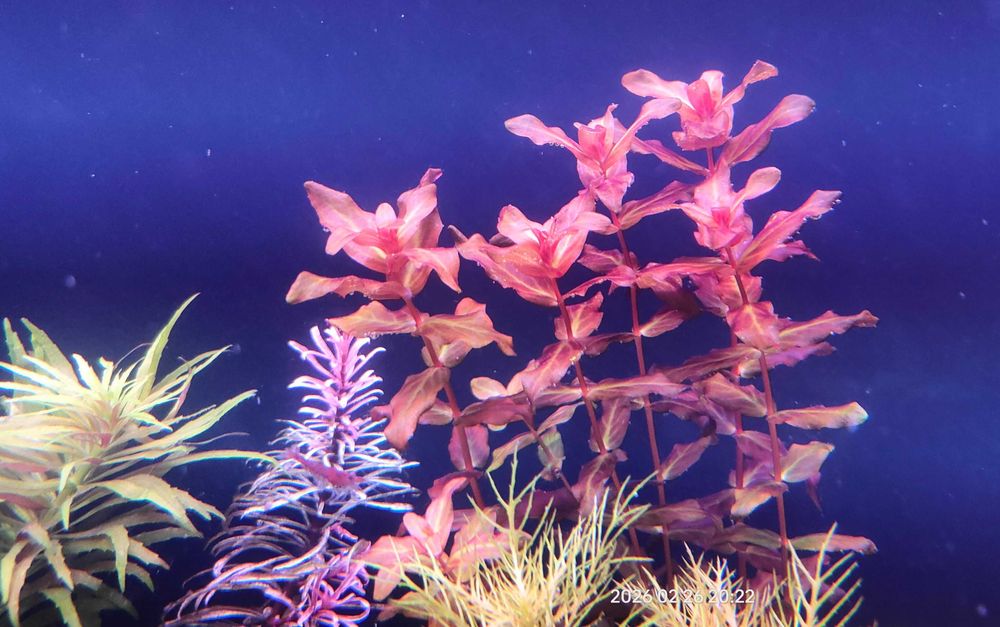 Mega Zestaw Roślin Akwariowych Czerwone Fioletow Zielone