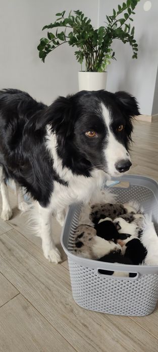 Border Collie piesek czarno biały