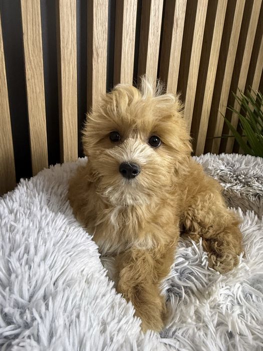 Piesek Maltipoo , maltańczyk , pudel toy . Gotowy do odbioru