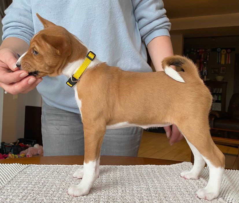 Basenji suczka szczenię legalna hodowla ZKwP