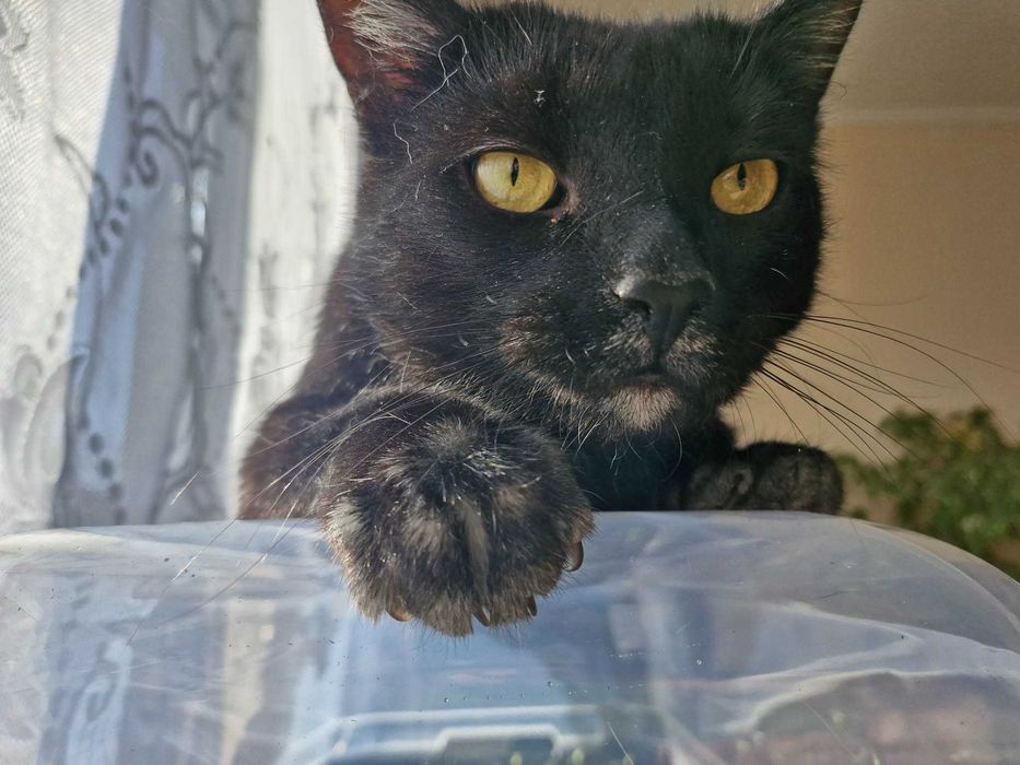 Przepiękny i mądry kot do adopcji