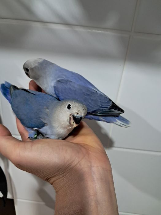 Agapornis roseicollis criados á mão