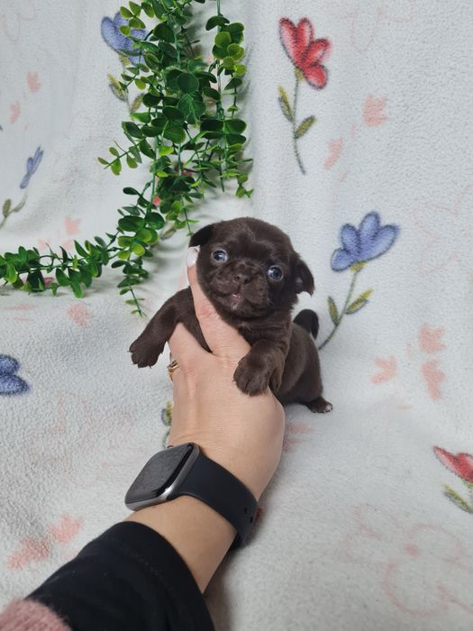 Excelente menina mini mini chihuahua/chiuaua linhagem Russa.Qualidd