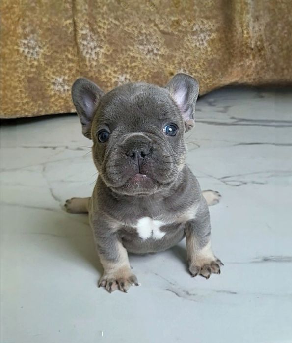 .VIP.  Lilac tan! Шикарный бульдог щенок!