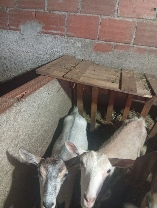Cabritas para mudar pasto