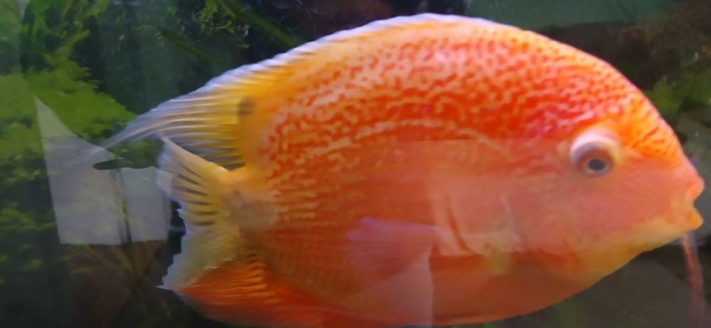 Wymienię na samice Severum Red Duże