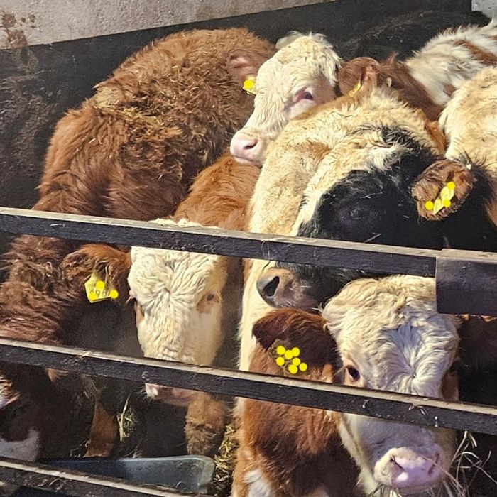 Byczki  żarłoki 180-220kg