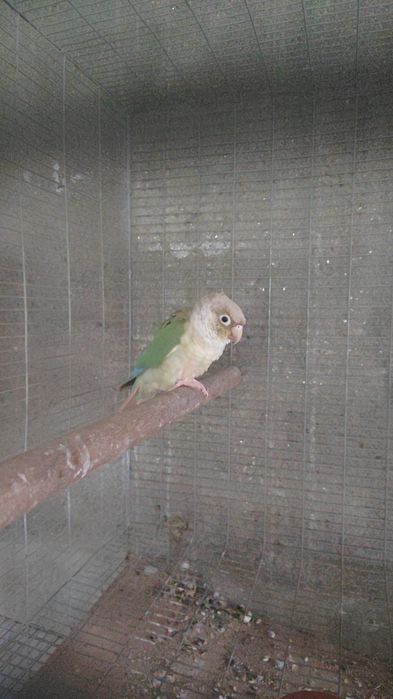 Pyrrhura Molinae Fêmea