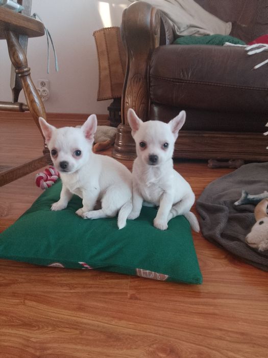 Chihuahua Biały Piesek