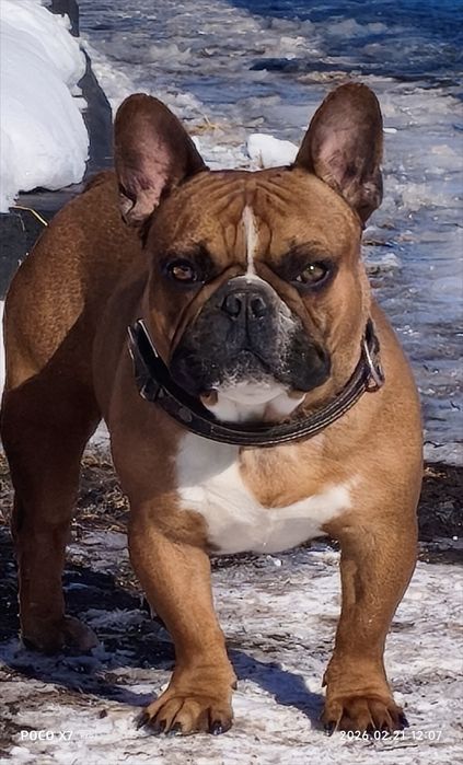 В'язка кобеля французького бульдога КСУ/ Вязка