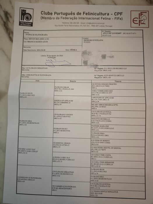 Devon Rex  bebê branco