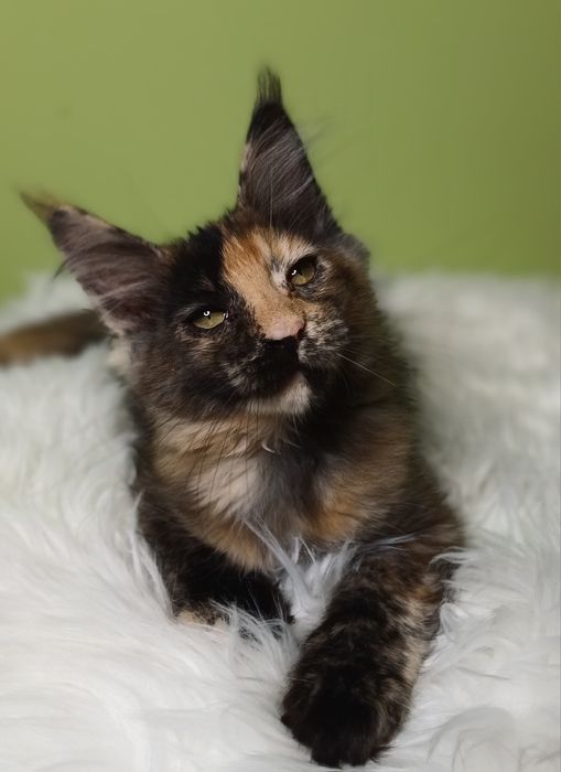 Maine Coon kotka  rodowód FPL