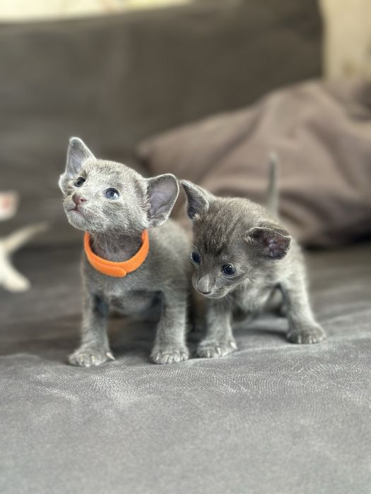 Ориентальные голубые мальчики