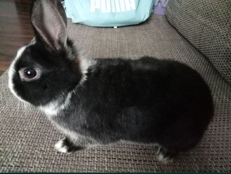 Sprzedam króliki miniaturki