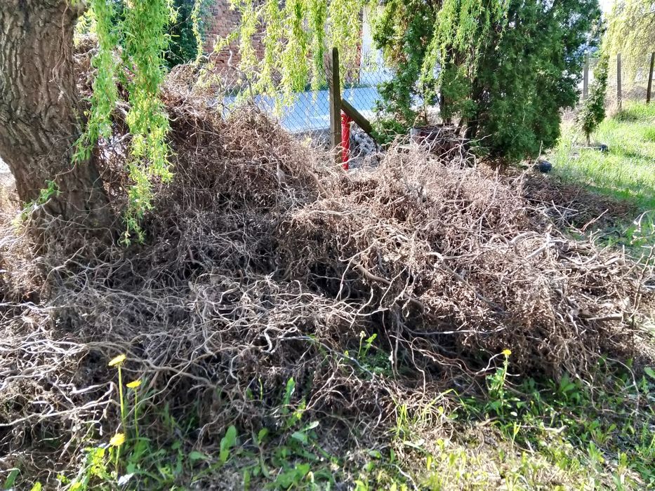 Oddam za darmo suche gałęzie