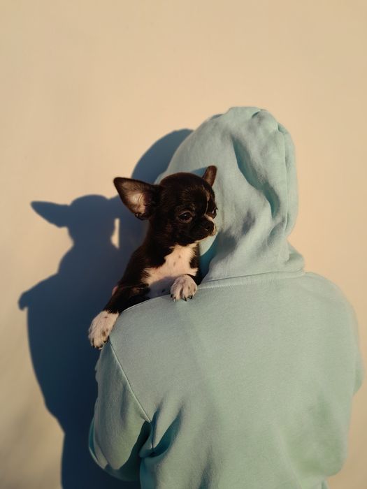 Chłopiec rasy chihuahua, 3,5 miesiąca.
