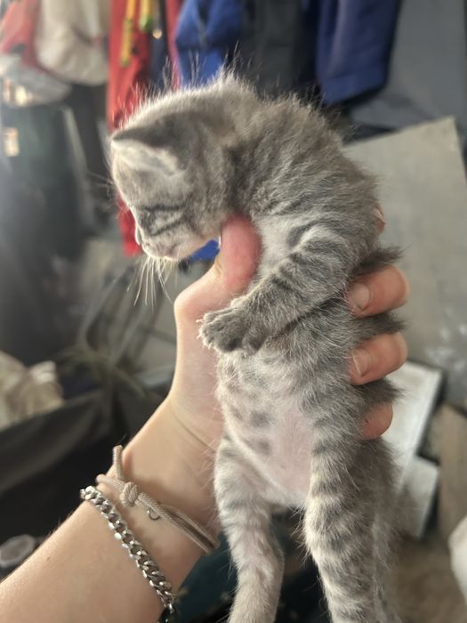 Кошеня, дівчинка