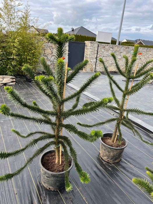 Araukaria Małpie Drzewo 130 cm wysokości