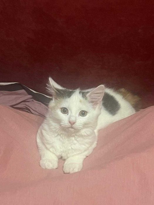 Отдам игривого котенка в добрые руки