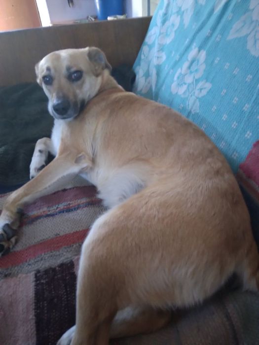 Загубилася собачка