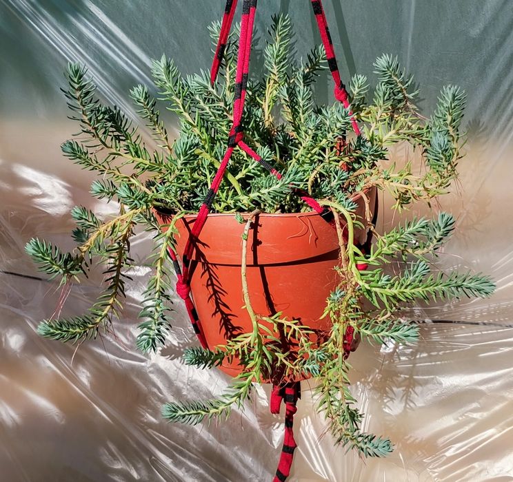 Suculentas pendentes