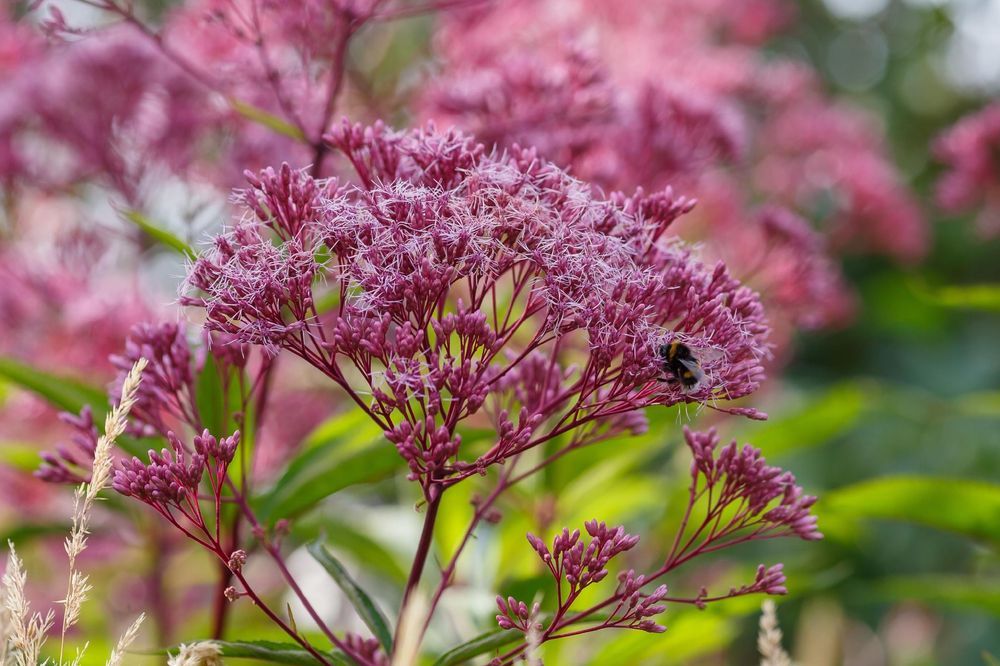 Sadziec plamisty 'Atropurpureum' Różowy, doniczka 2L (Eupatorium)