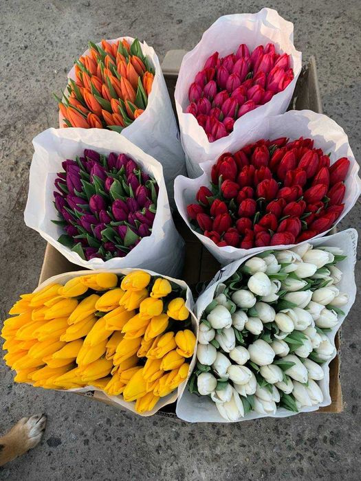 Тюльпани ОПТОМ Український Голандський, під 8 березня Пан Тюльпан