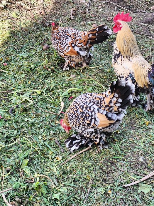 Кури Мільфлер карликові кури