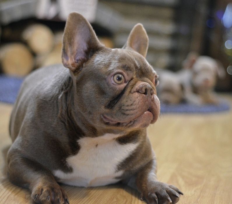 Французький бульдог .В'язка. Ізабелла парубок.