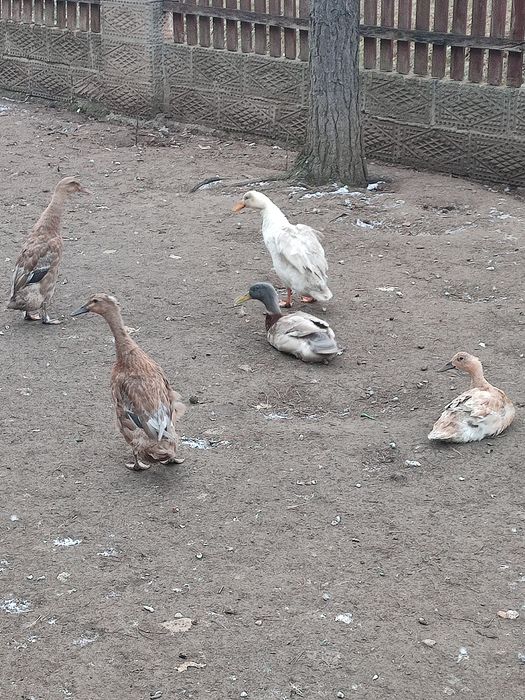 Biegusy kaczki kaczory