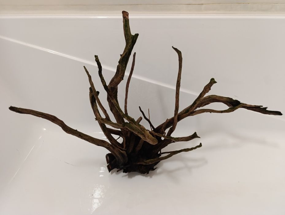 Sprzedam Korzeń Red Moor