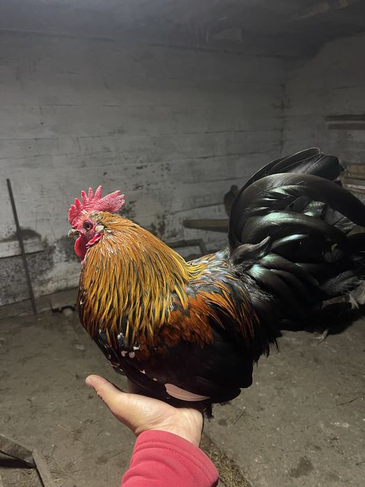 Продам півня бентамку