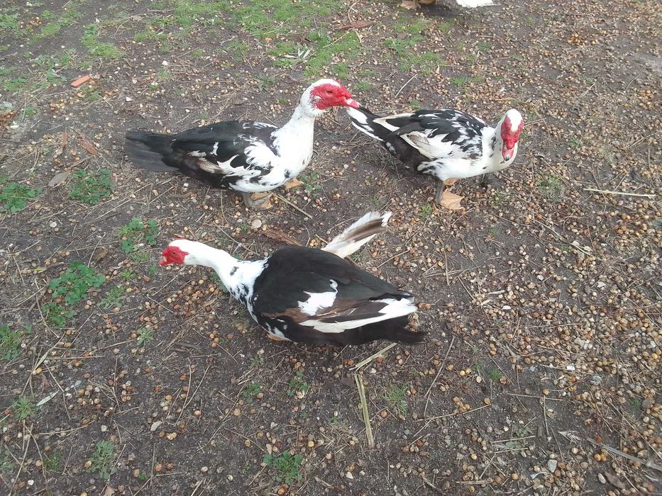 Pato Mudo Caseiro Adulto Macho