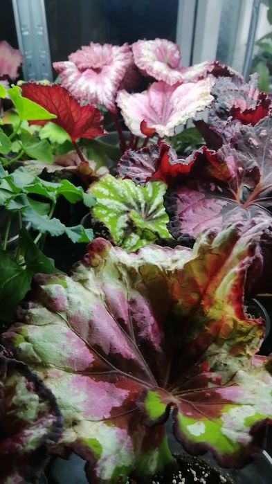 Продам  декоративно-лиственные бегонии.