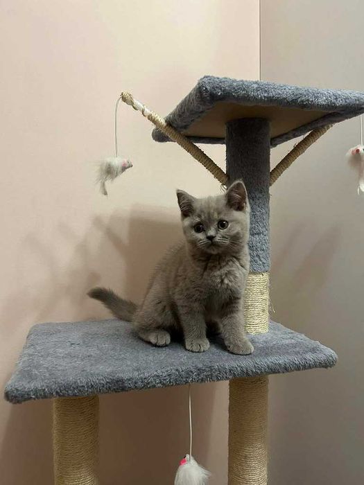 Kot Brytyjski - kotka