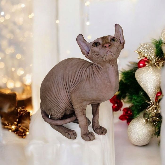 Дівчинка ельф гарна