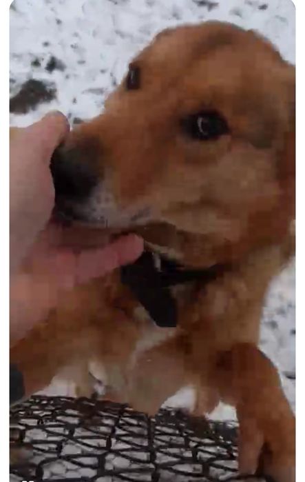 Розумний молодий пес