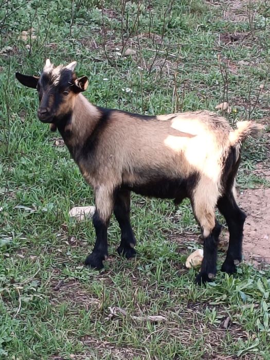 Cabras Anãs - 2 Machos