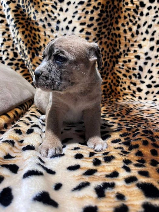 Amstaff suczka merle