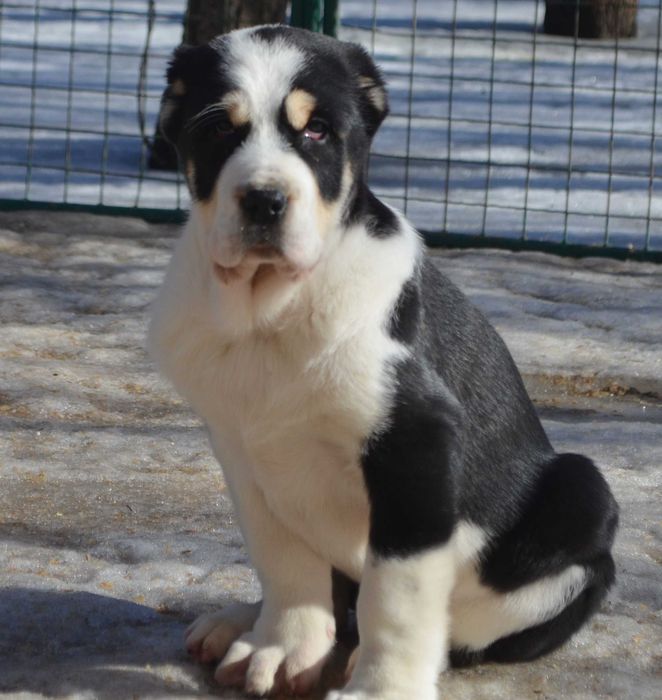 Великолепные щенки САО