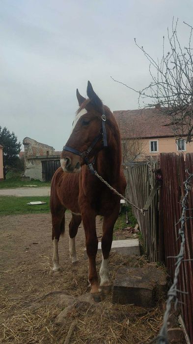 Wałach śląski roczny