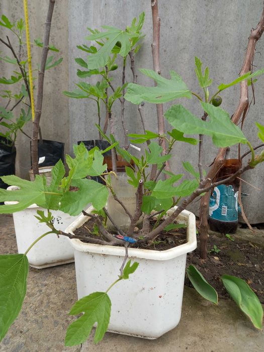 Інжир   саджанці