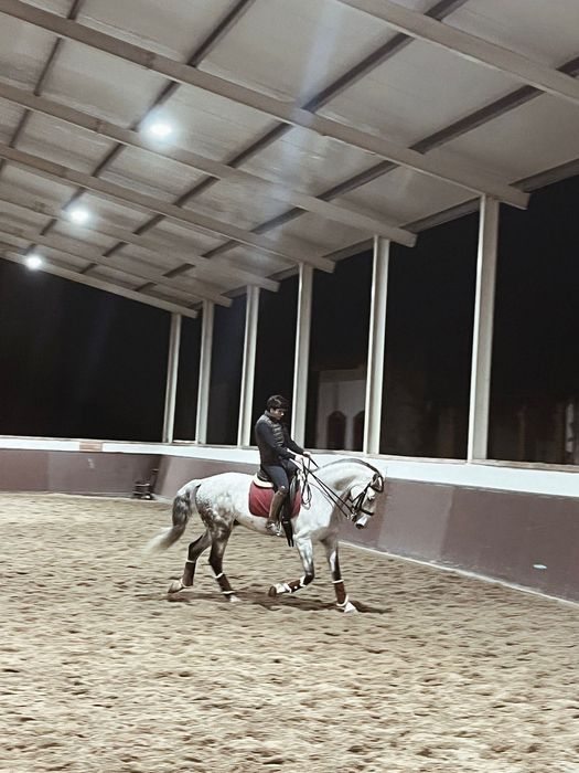 Cavalo lusitano ruço