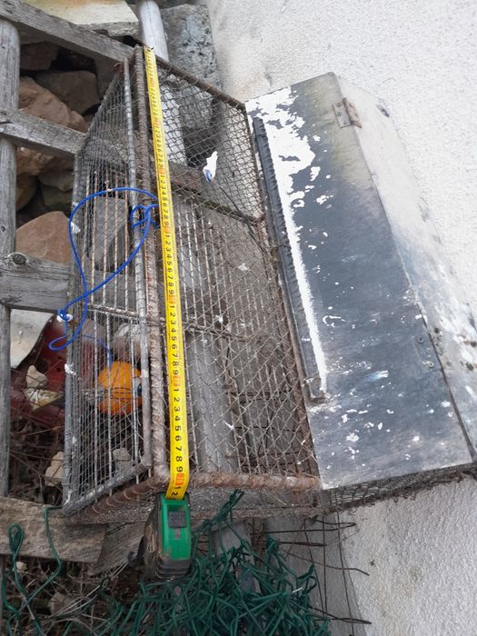 Akcesoria dla gołębi