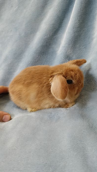 Mini lop króliki karzełek miniaturka baranek hodowla