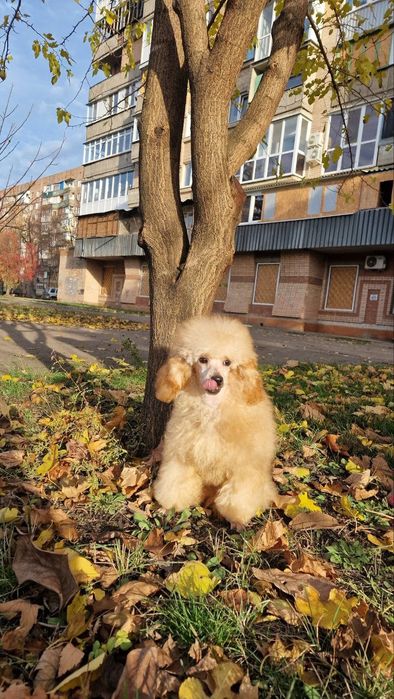 Той пудель мальчики