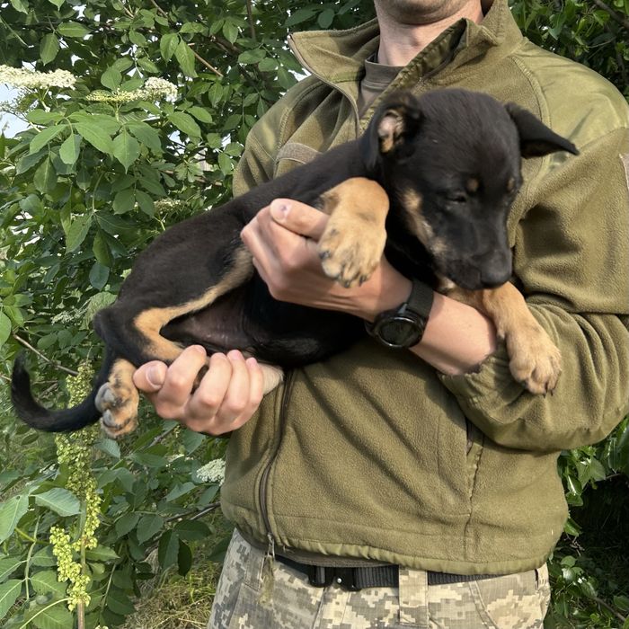 Цуцик 2,5 місяці. Хлопчик