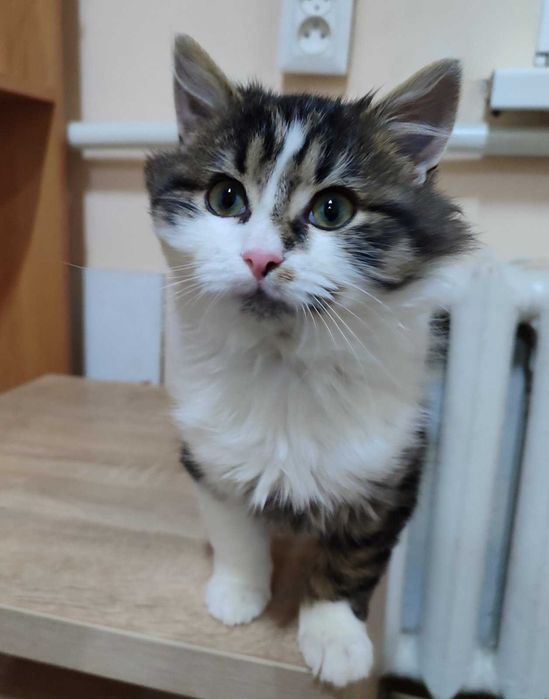 Котик, що говорить