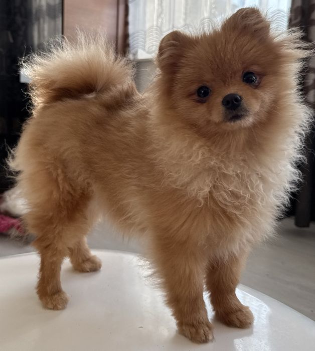 Szpic miniaturowy pomeranian suczka ZKwP FCI
